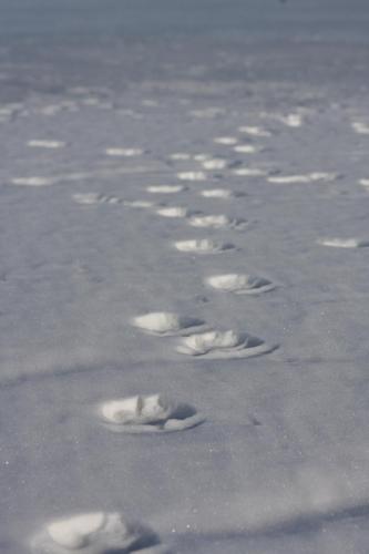 Refaför í snjónum / fox track in the snow.