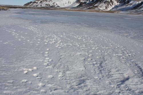 Refaför í snjónum / fox track in the snow.